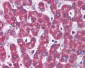 Apg7 / ATG7 Antibody (C-Terminus)